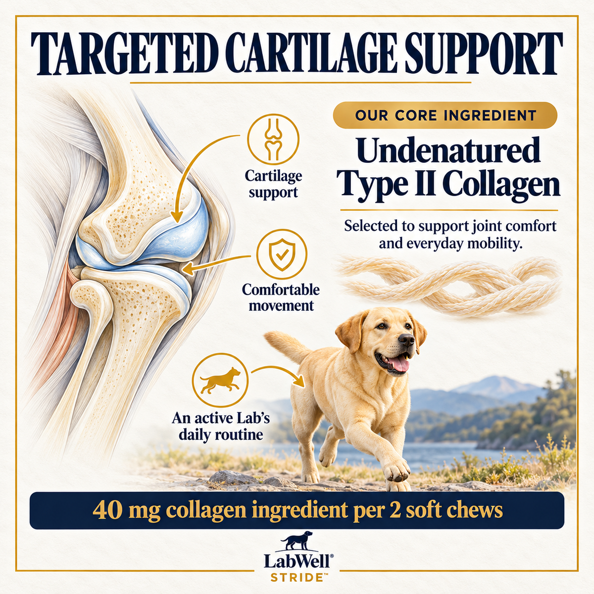 LabWell STRIDE Undenatured Type II Collagen feature explaining cartilage and everyday mobility support